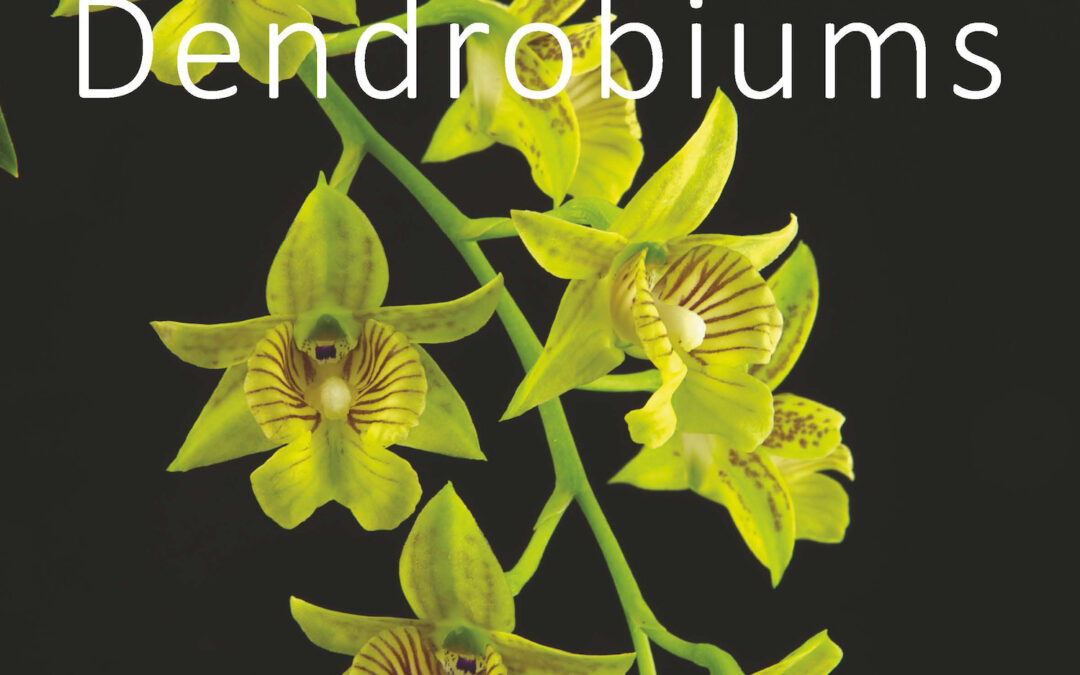 Latouria Dendrobiums